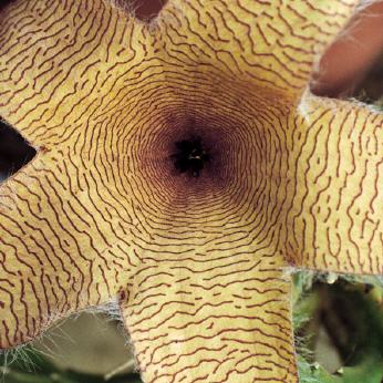 Staphelia flavirostris