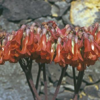 Kalanchoe daigremontiana-Blüte