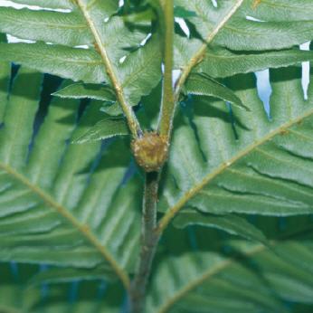 Woodwardia radicans-Samenkapsel
